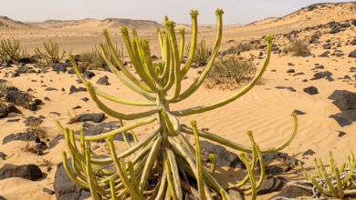 ماذا يحدث فوق قمم عسير والباحة؟ نباتات لا تستطيع "الهروب" من مصيرها | علوم